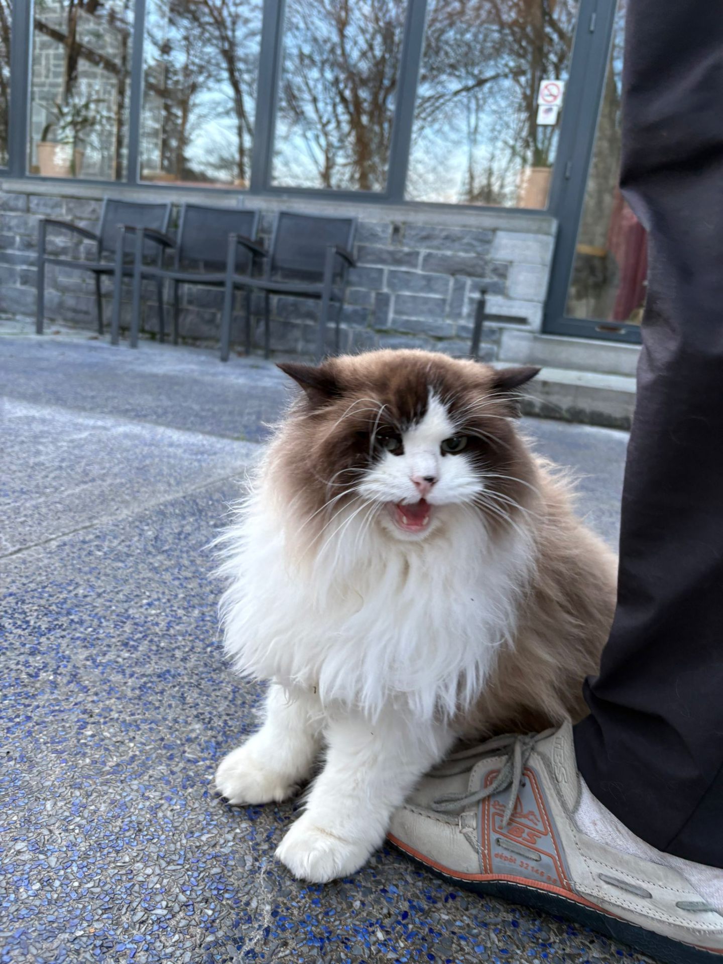 Chat du Domaine de Radhadesh posé sur la chaussure d'un visiteur